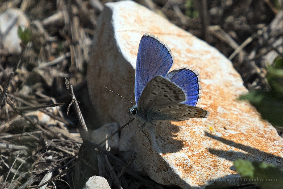 Bellargus? Verona