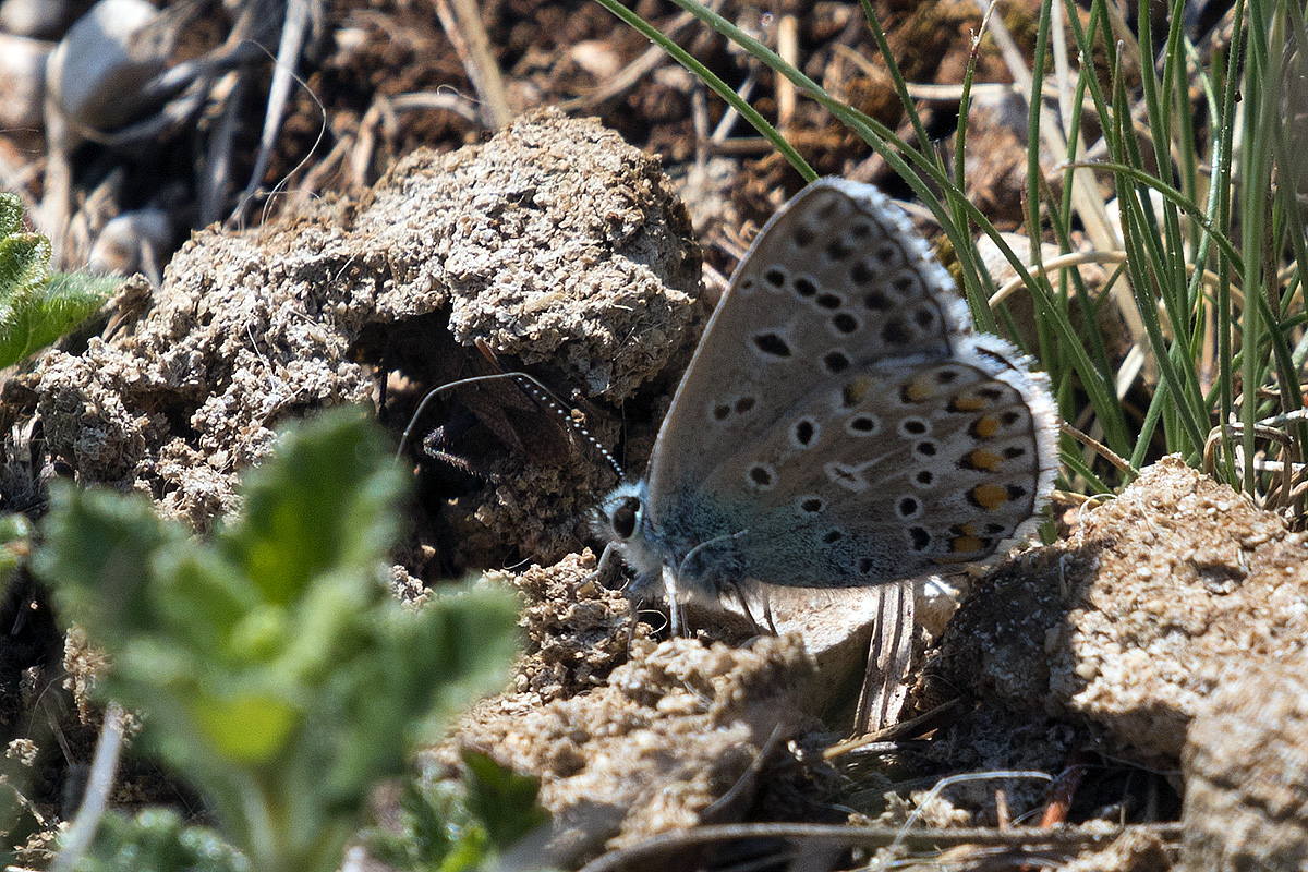 Bellargus? Verona