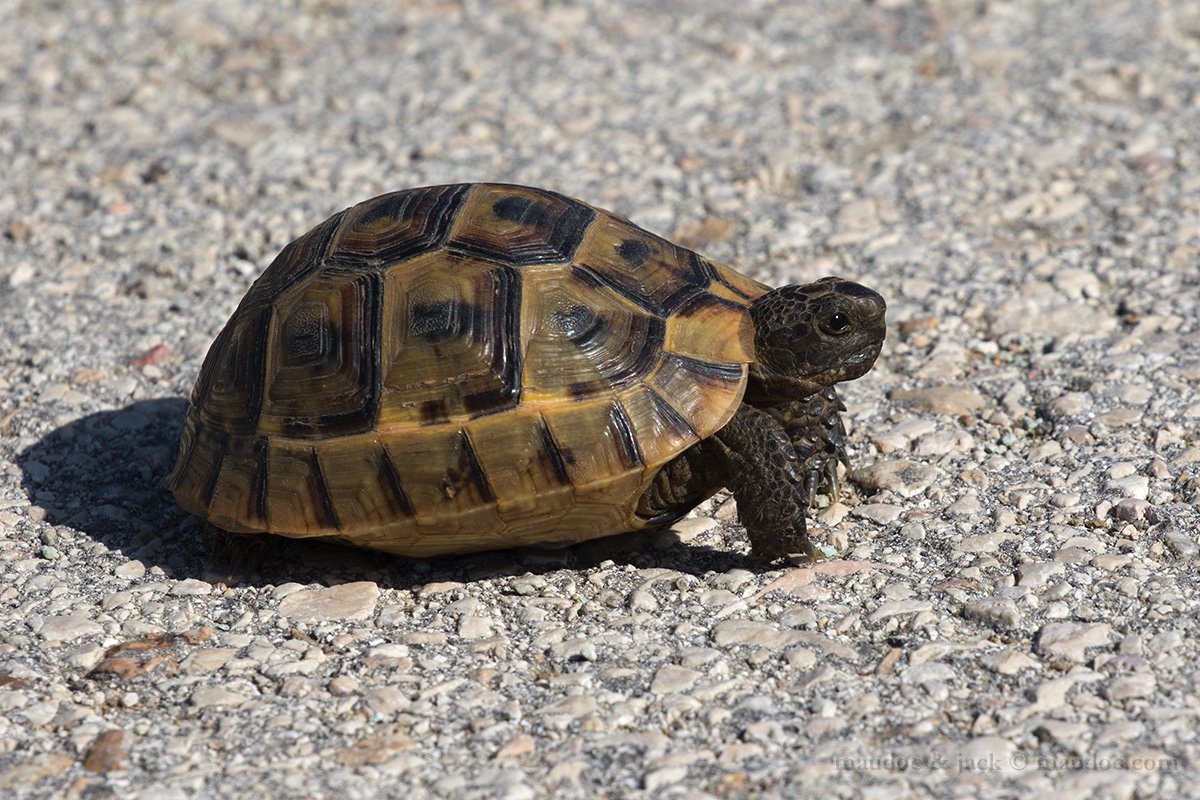 Testudo Graeca e Testudo H. boettgeri