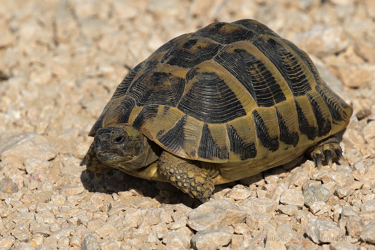 Testudo Graeca e Testudo H. boettgeri