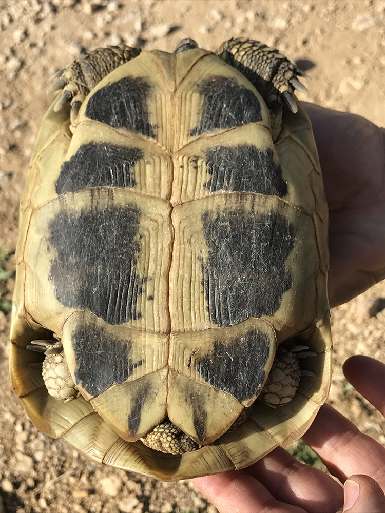 Testudo Graeca e Testudo H. boettgeri