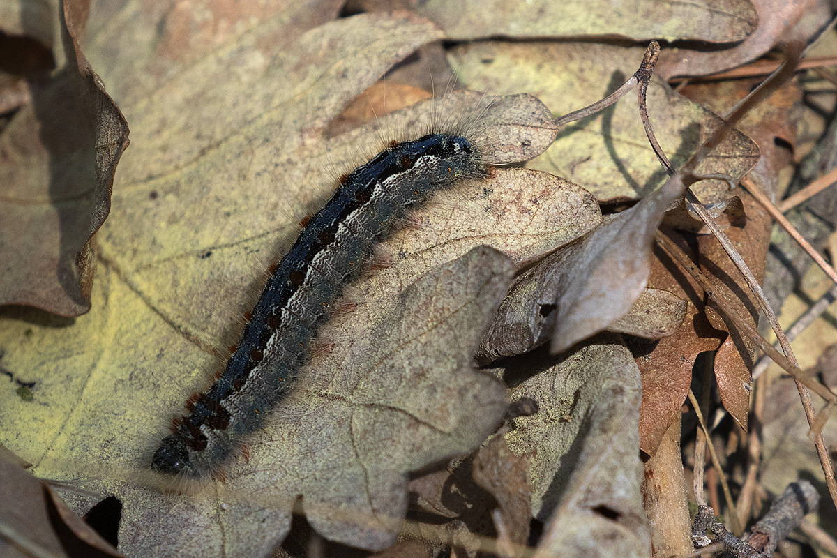 Bruco da ID #2 - Grecia - Eriogaster (Eriogaster) rimicola, Lasiocampidae