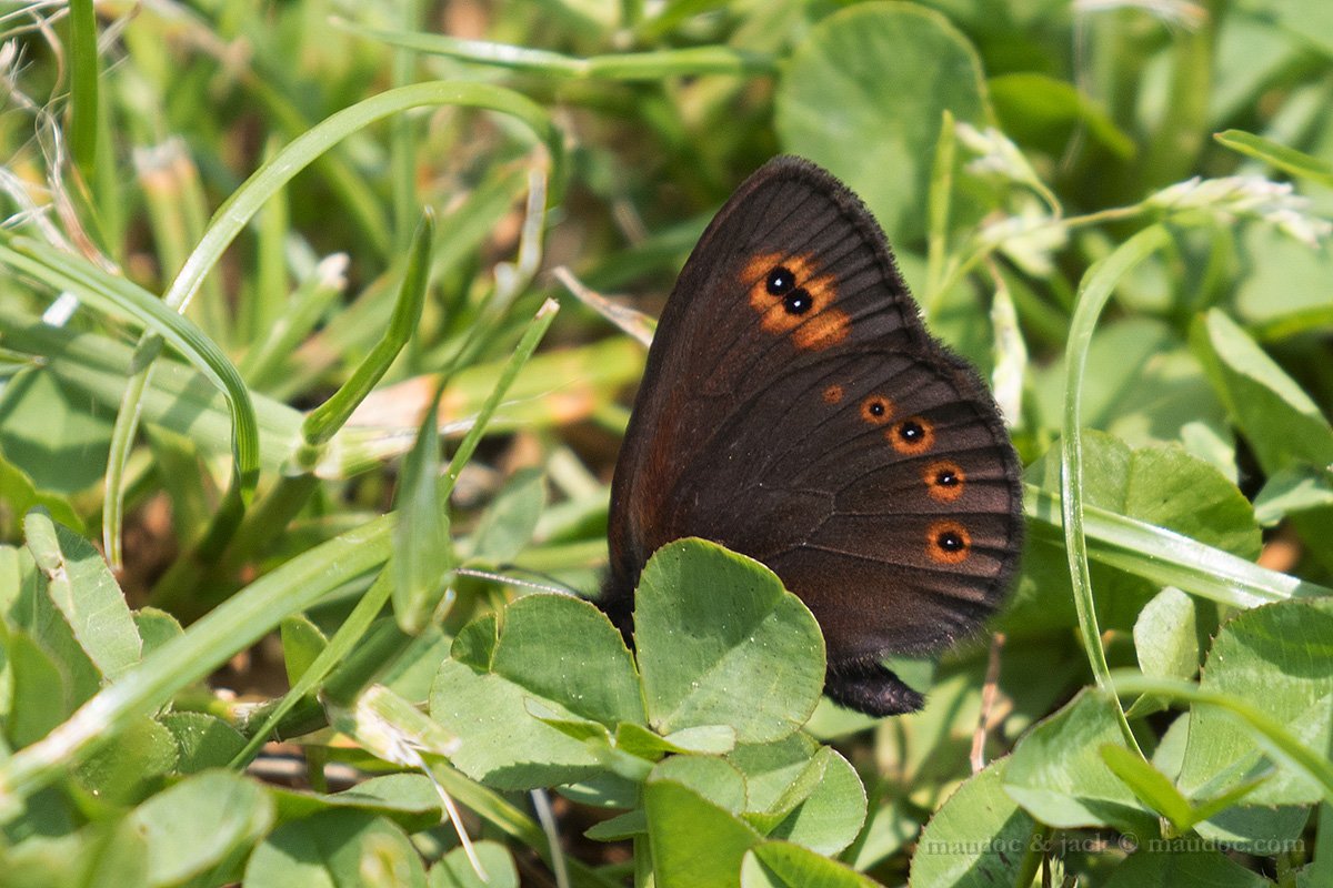 Erebia medusa, Nymphalidae -  Monte Baldo, Verona