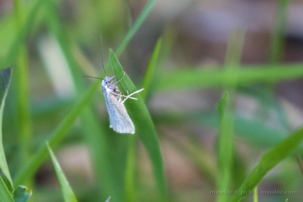 Falena, Folgaria (TN) - Cfr. Eana argentana, Tortricidae