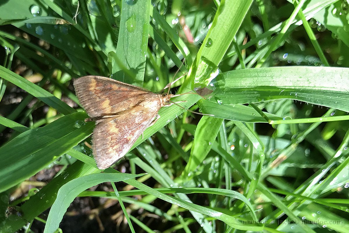 Ostrinia nubilalis, Crambidae - Verona