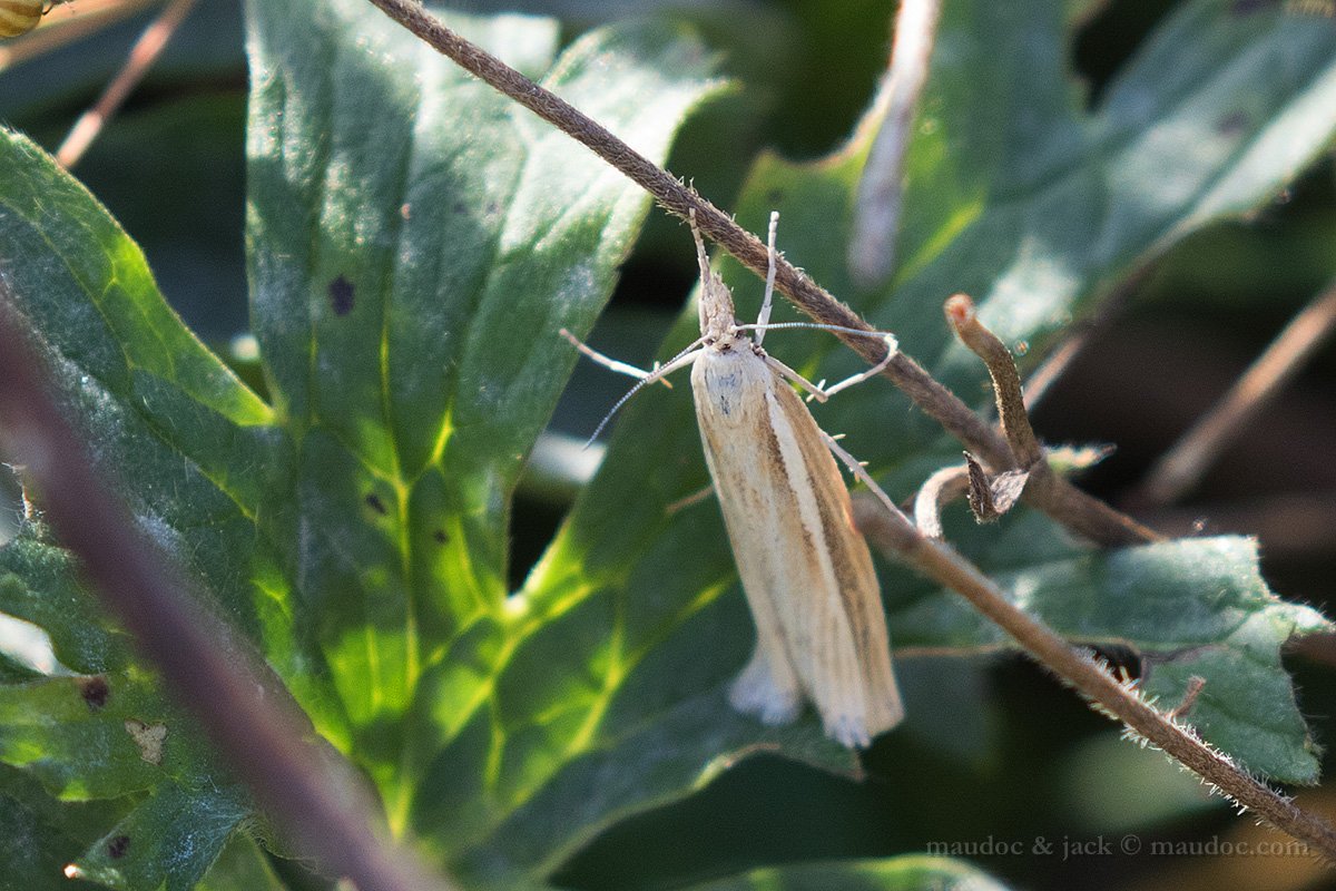 Falena da ID: Agriphila cfr. tristella, Crambidae  - Lessinia (VR)