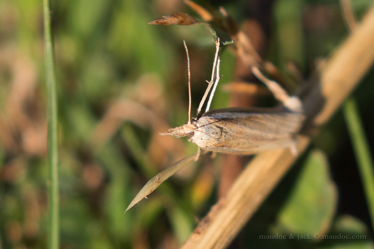 Falena da ID: Agriphila cfr. tristella, Crambidae  - Lessinia (VR)