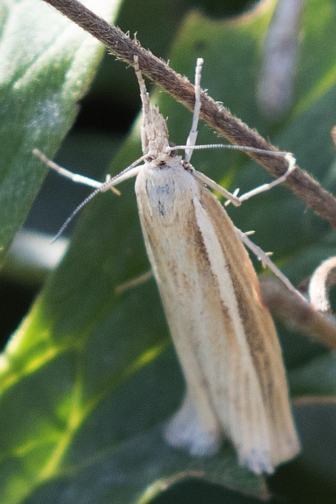 Falena da ID: Agriphila cfr. tristella, Crambidae  - Lessinia (VR)