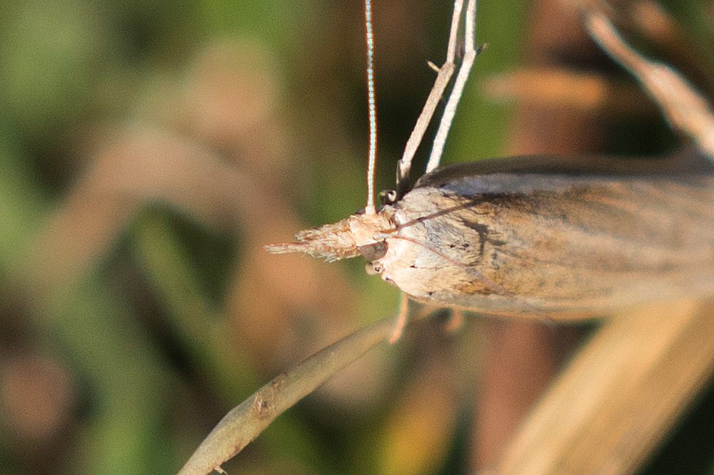 Falena da ID: Agriphila cfr. tristella, Crambidae  - Lessinia (VR)