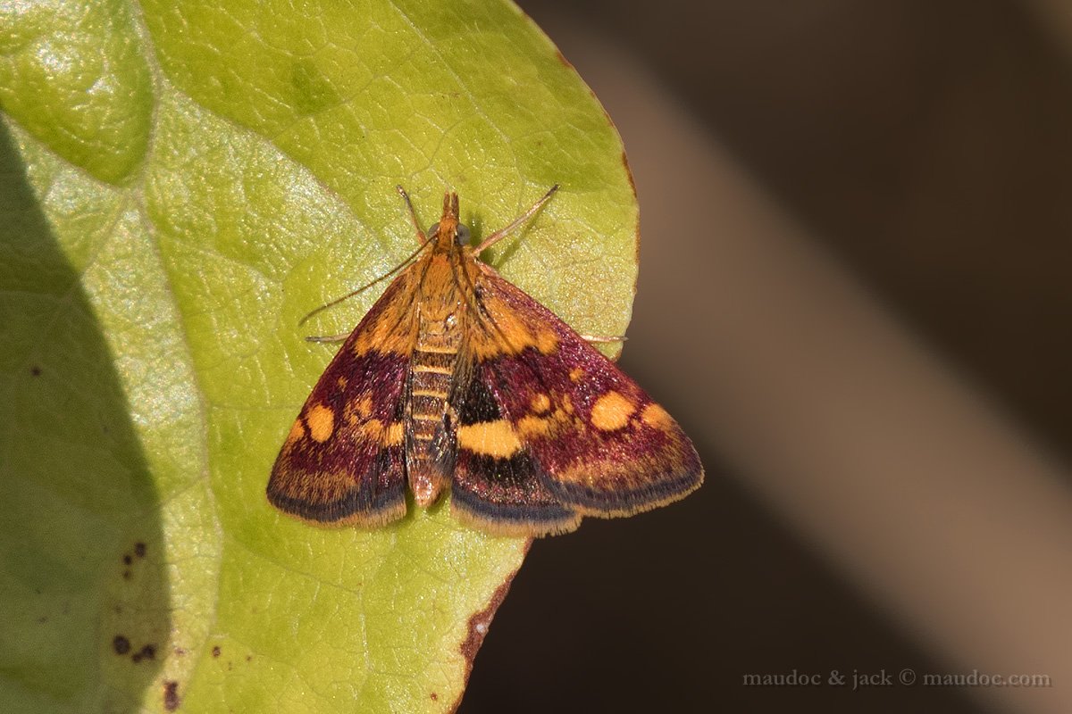 Pyrausta aurata o purpuralis? Verona.  P. aurata