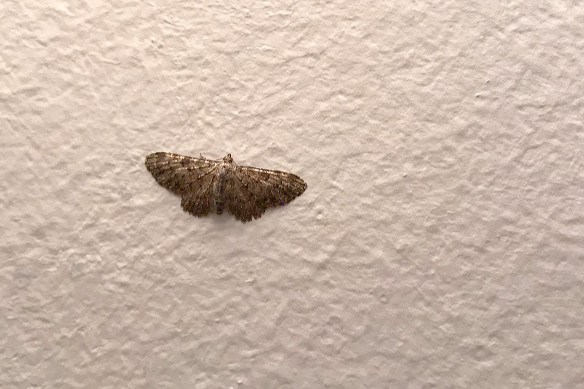 Geometridae, Verona