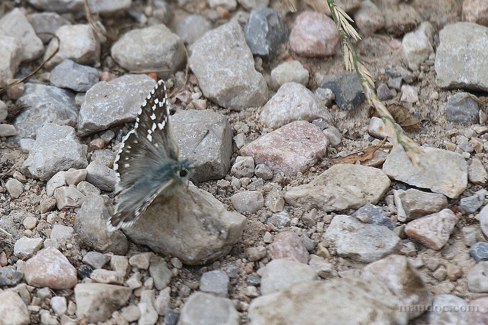 Pyrgus carthami - Hesperiidae (Monte Baldo, Verona)