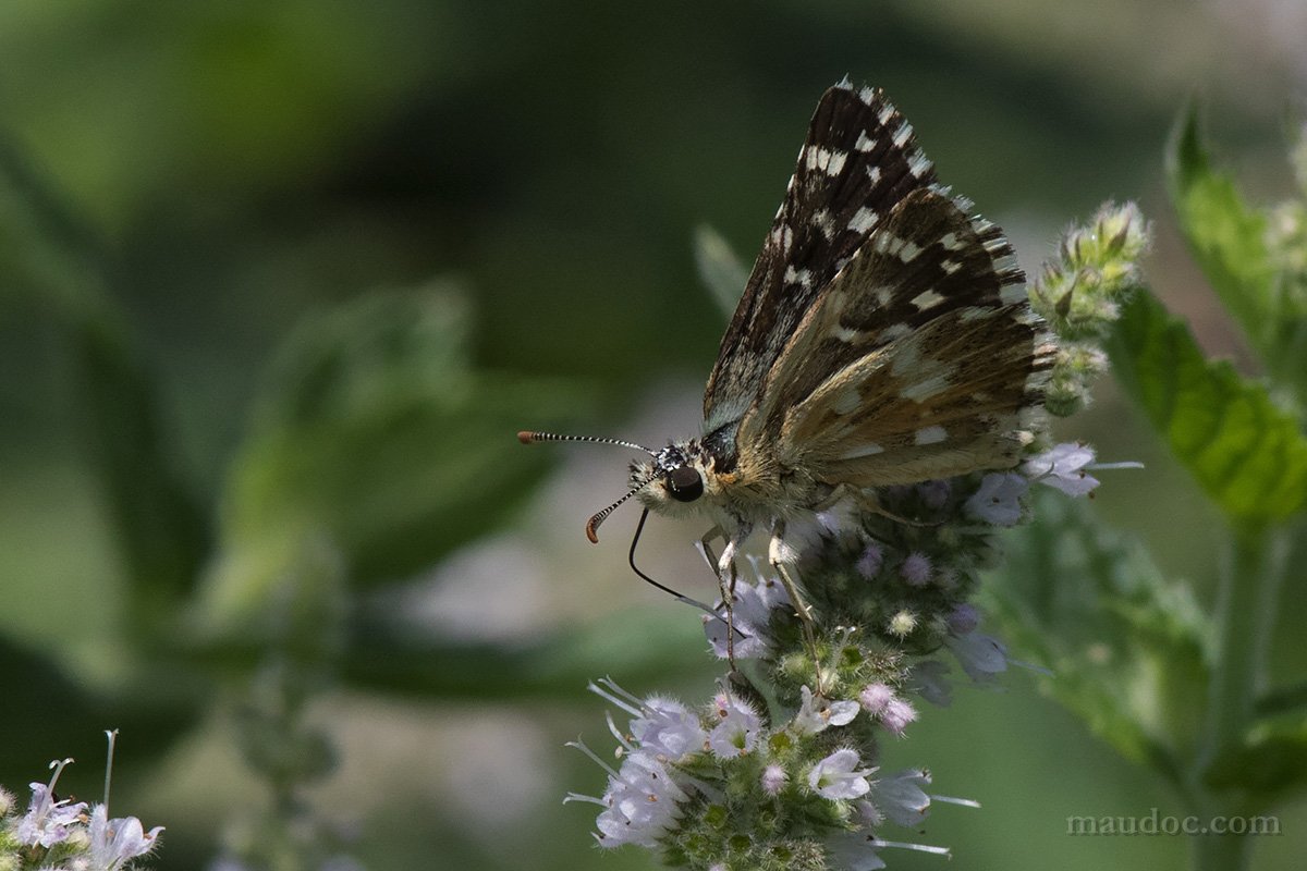 Pyrgus malvoides, Hesperiidae - Verona