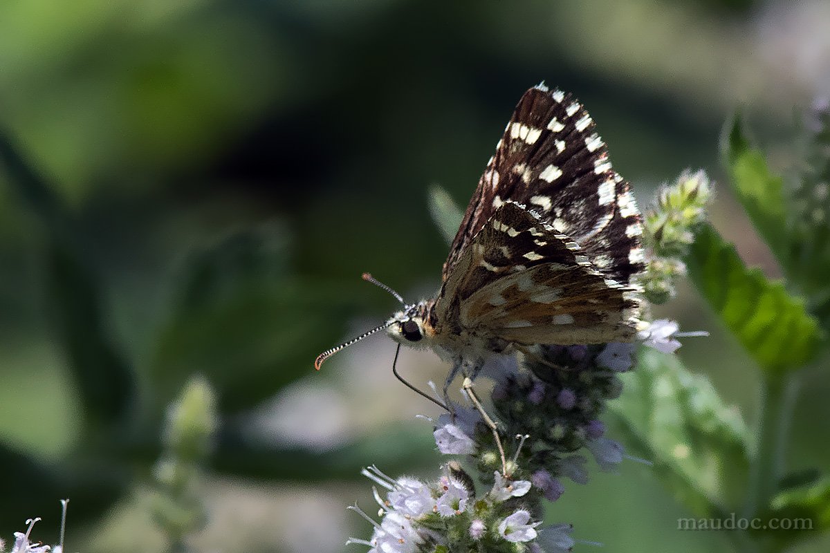 Pyrgus malvoides, Hesperiidae - Verona