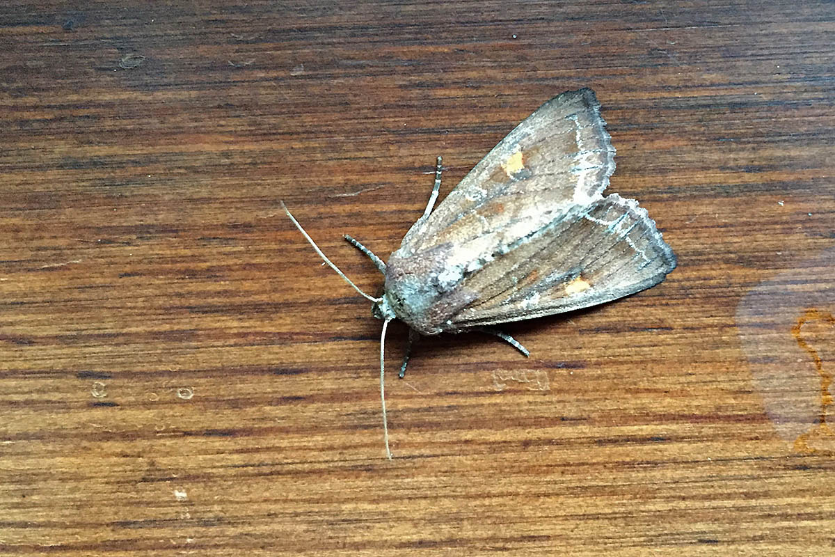 Noctuidae Verona -  Lacanobia oleracea