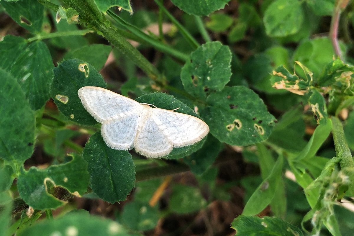 Falena da ID, Verona - Geometridae: Idaea subsericeata