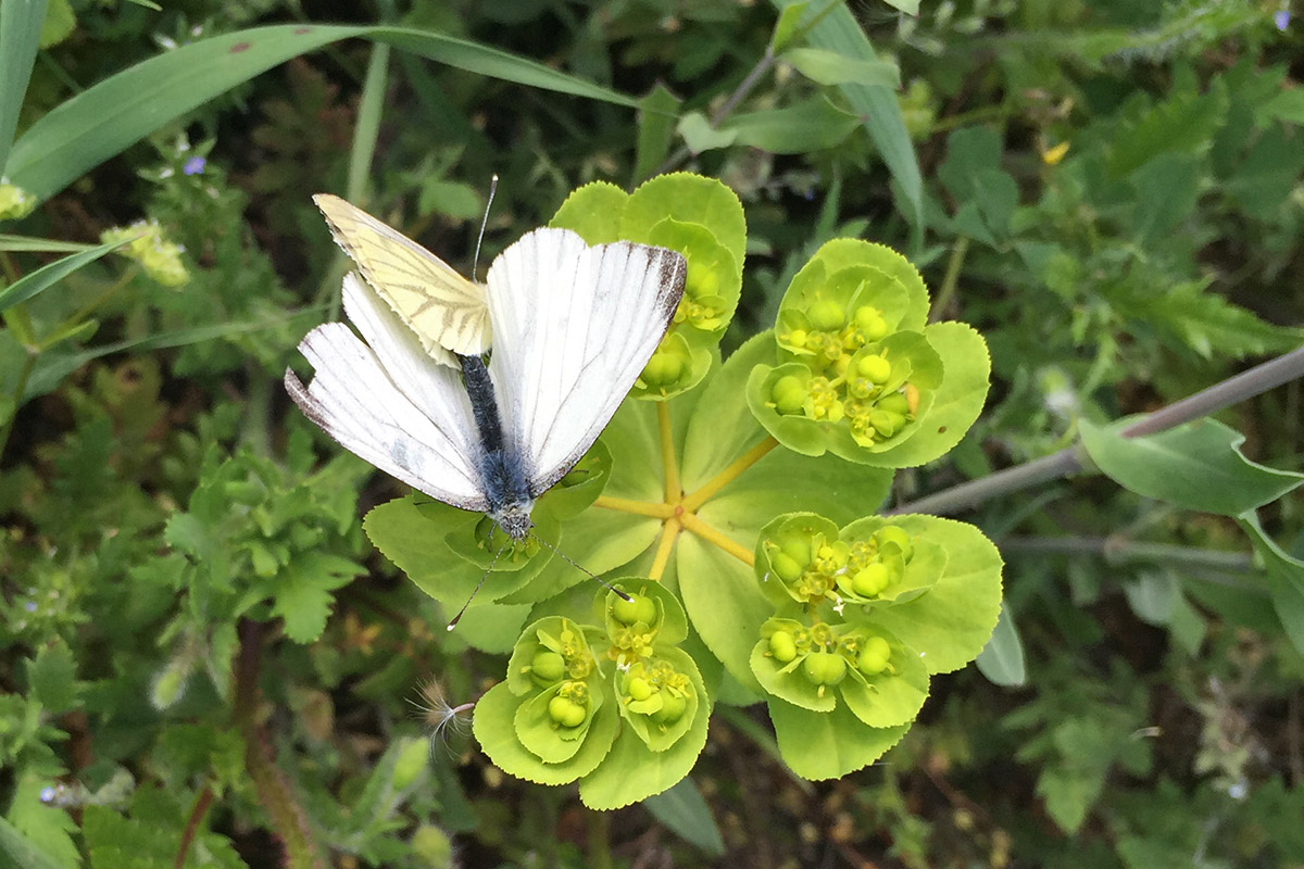 Pieris rapae?- Verona. No, Pieris napi, Pieridae