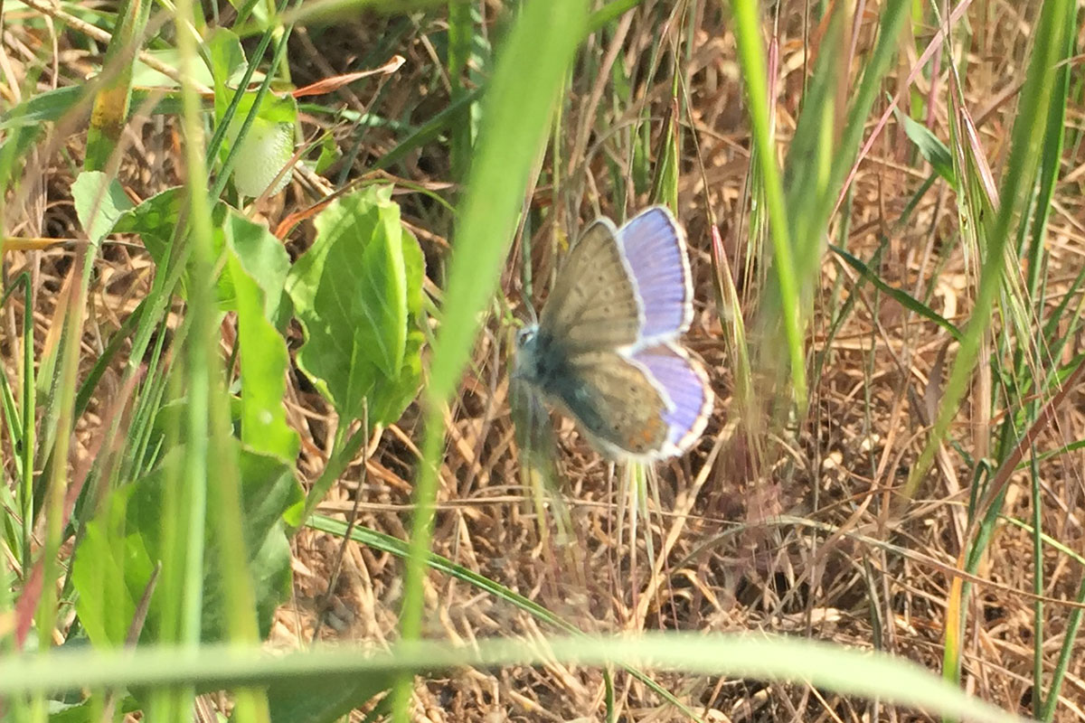 Polyommatus (Polyommatus) icarus, Lycaenidae
