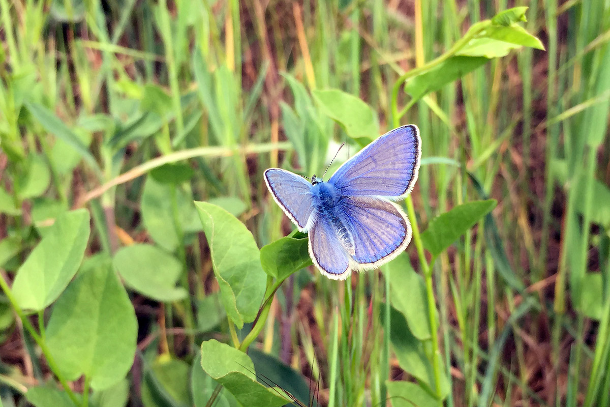 Polyommatus (Polyommatus) icarus, Lycaenidae