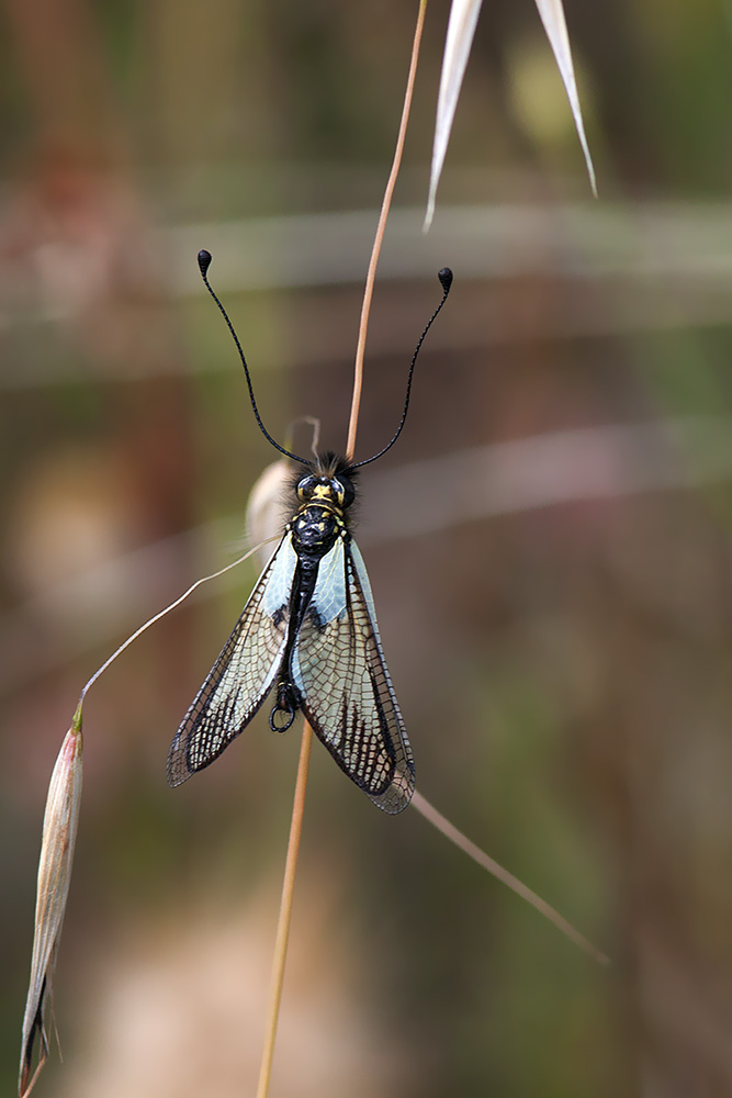 Libelloides delle Murge:  L. latinus, L. coccajus e L. lacteus