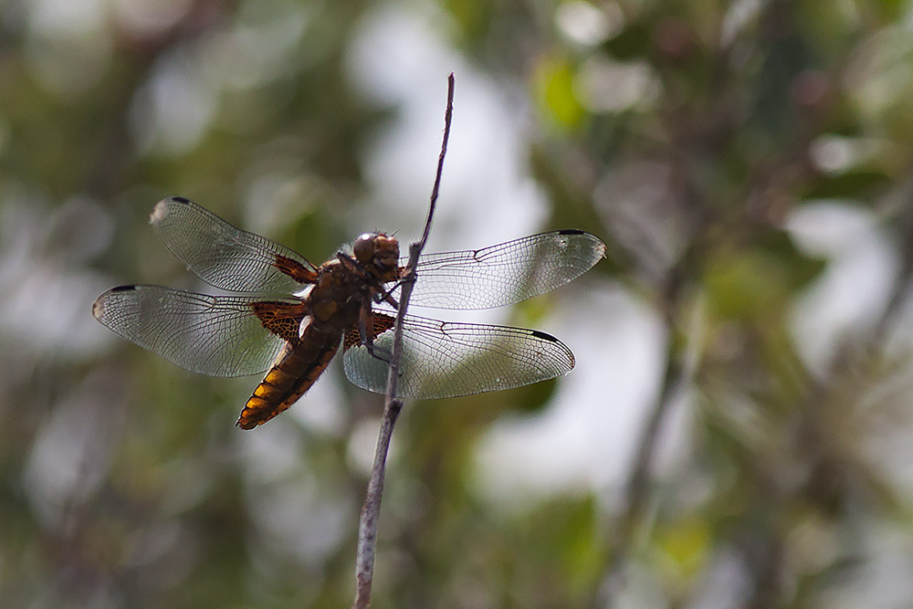 Gravina di Matera: Libellula depressa, femmina