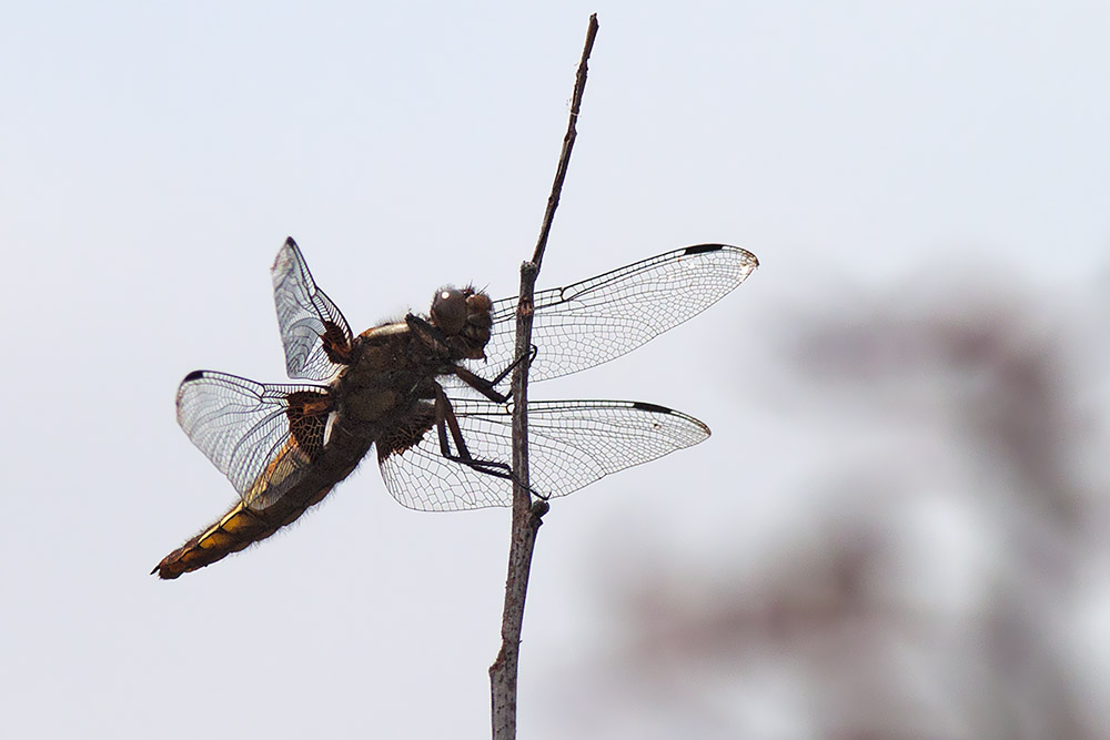 Gravina di Matera: Libellula depressa, femmina