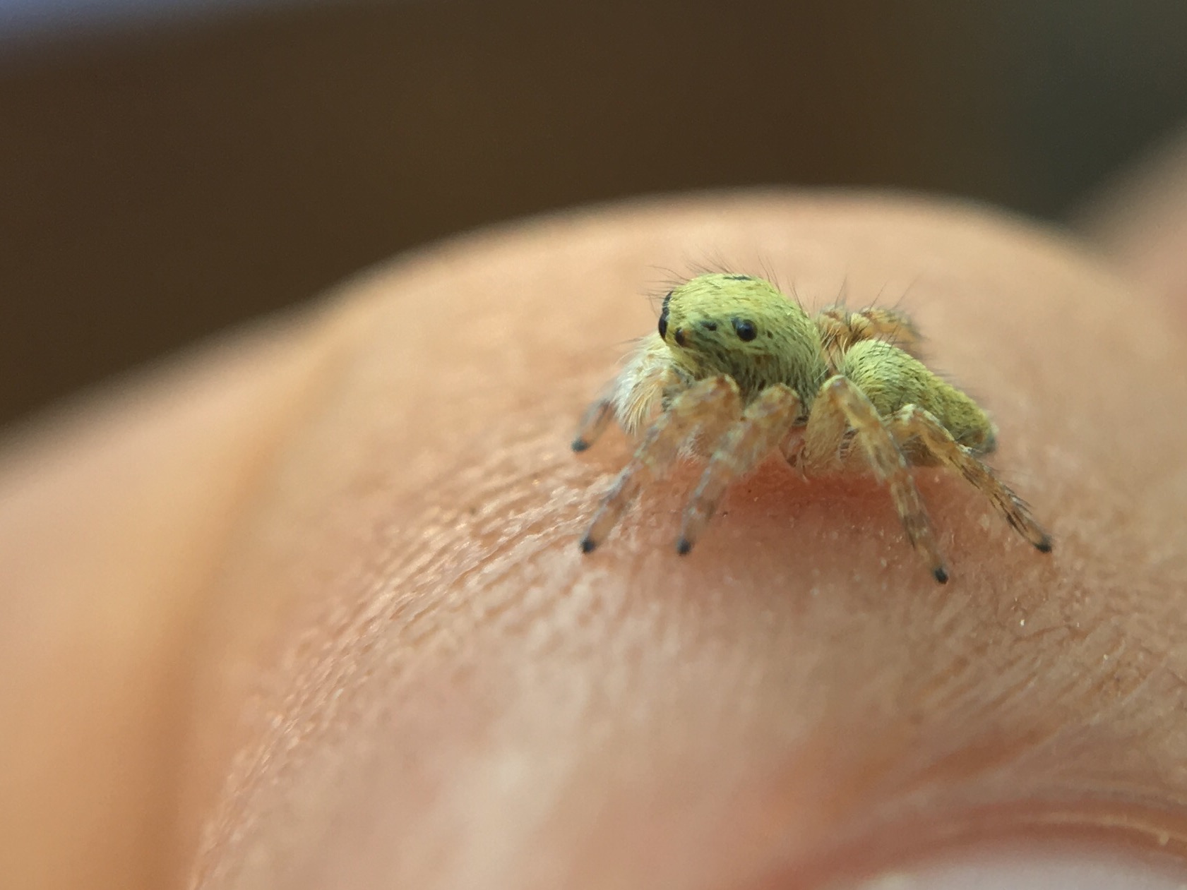 ID Salticidae:  cfr. Carrhotus xanthogramma,  giovane  -  Fara di Sabina (RI)