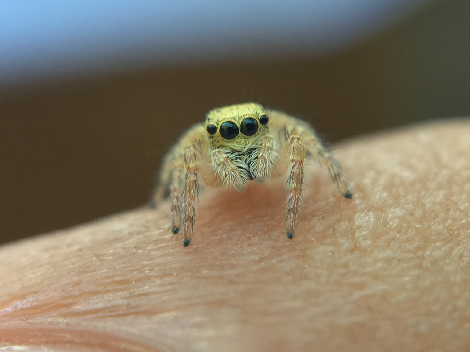 ID Salticidae:  cfr. Carrhotus xanthogramma,  giovane  -  Fara di Sabina (RI)