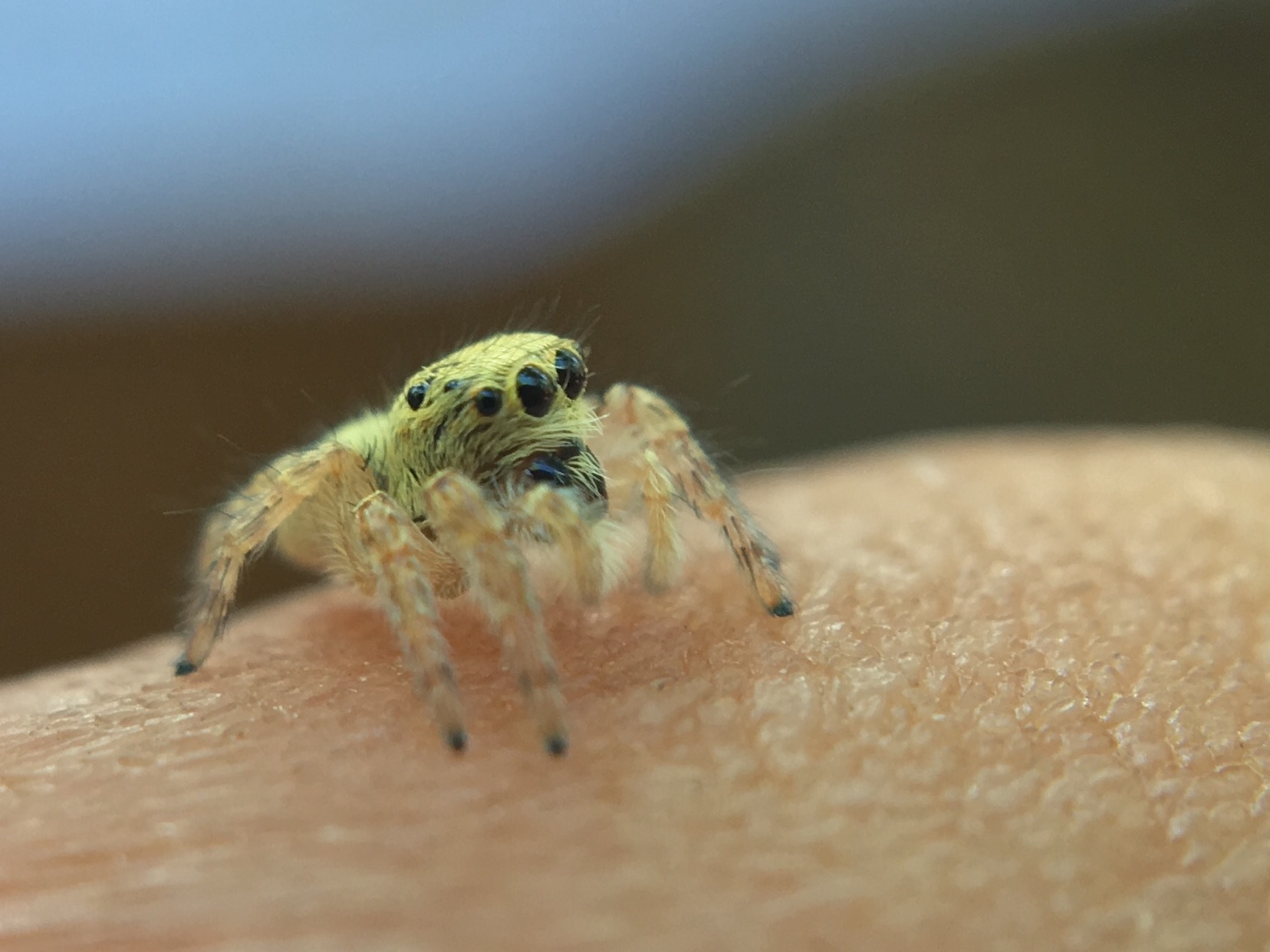 ID Salticidae:  cfr. Carrhotus xanthogramma,  giovane  -  Fara di Sabina (RI)