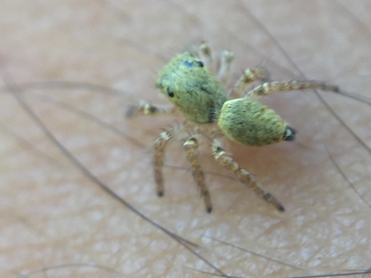 ID Salticidae:  cfr. Carrhotus xanthogramma,  giovane  -  Fara di Sabina (RI)