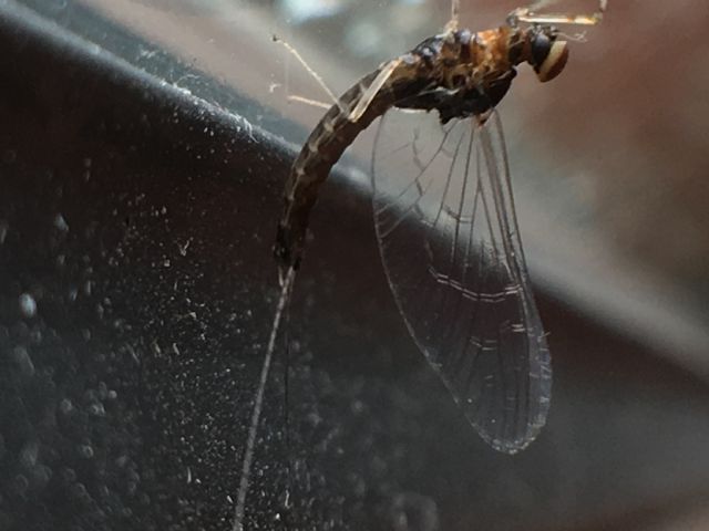 Cloeon cognatum, femmina (Baetidae)