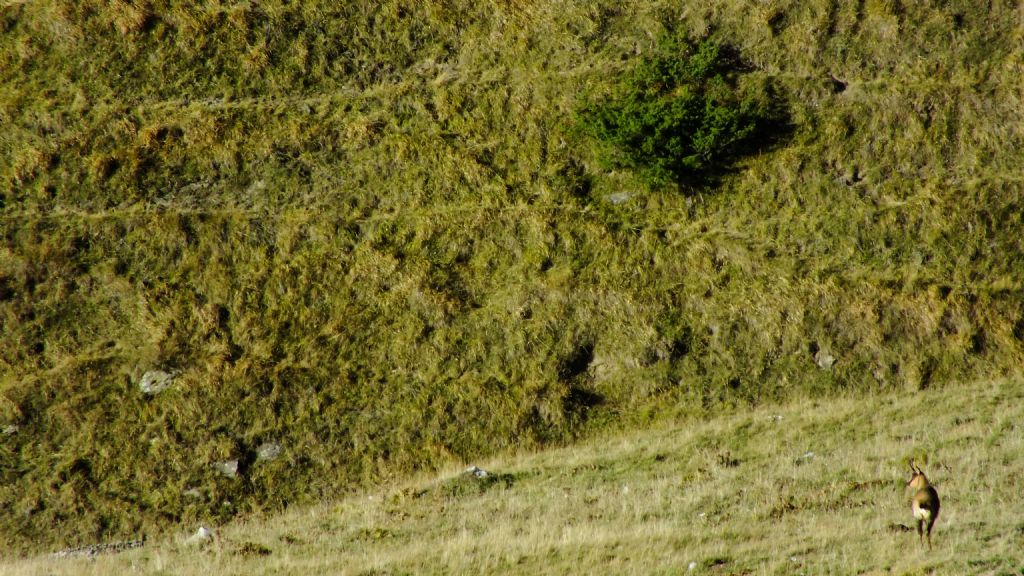 Camoscio d''Abruzzo Rupicapra pyrenaica ornata