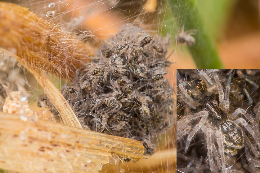 Neonati da identificare: Pisaura sp. - Imola