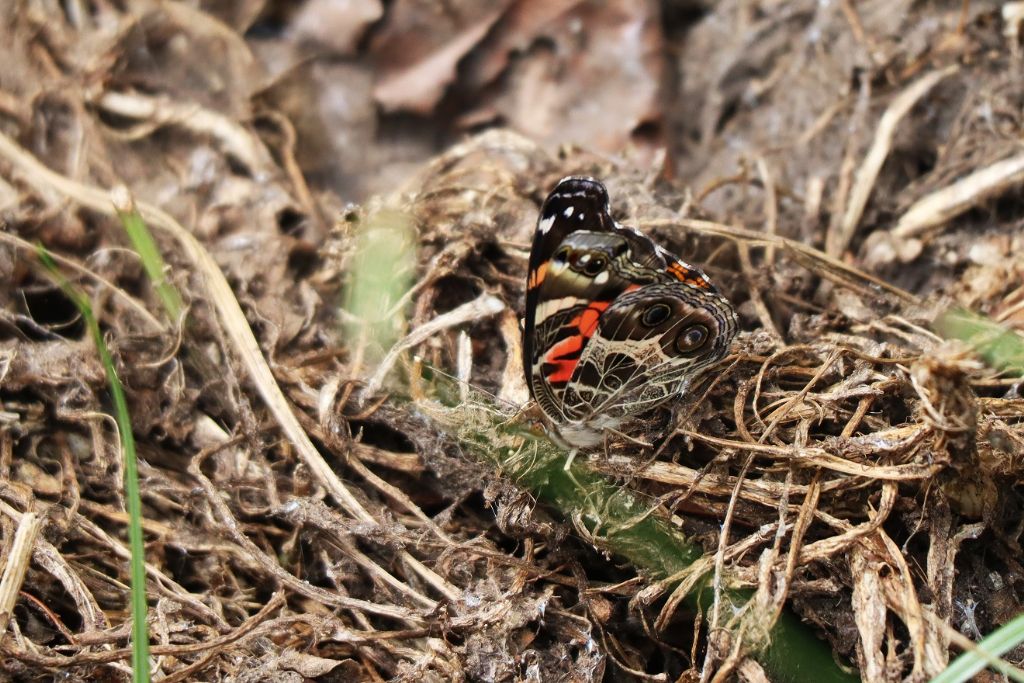 Dalle Azzorre:  Vanessa ? S, Vanessa virginiensis