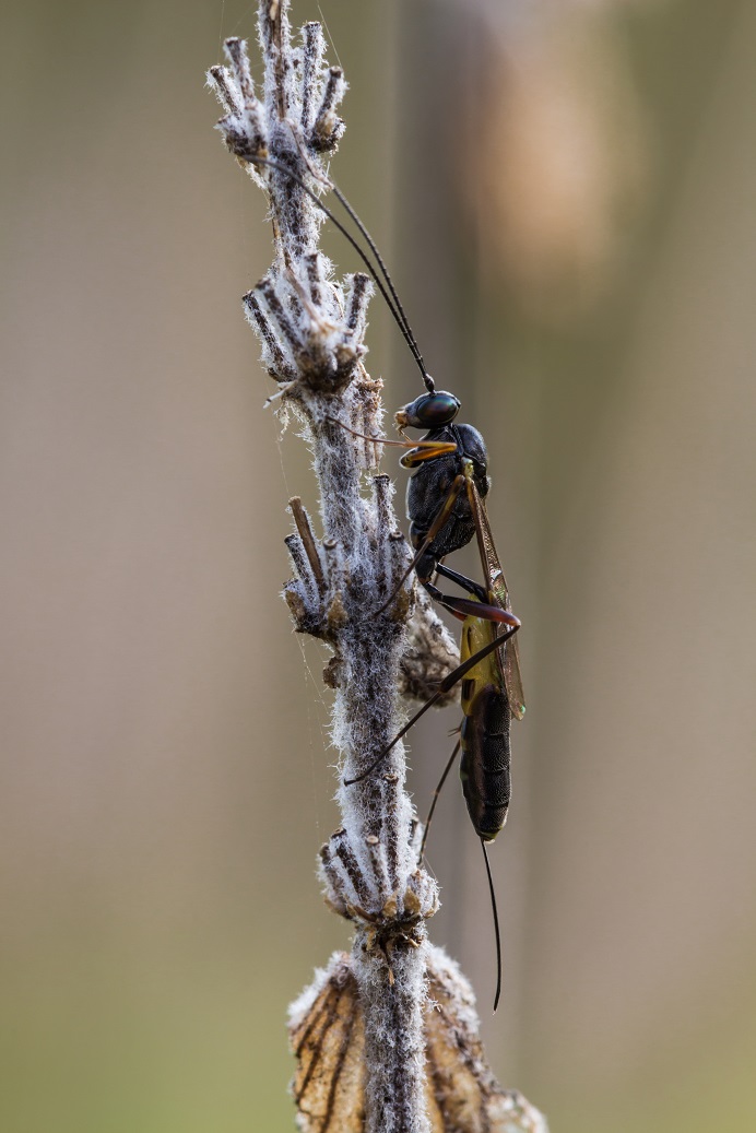Sphecidae? No, Ichneumonidae