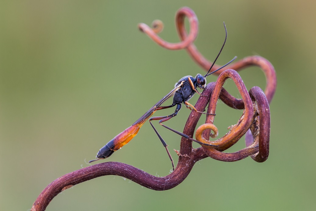 Sphecidae? No. Ichneumonidae
