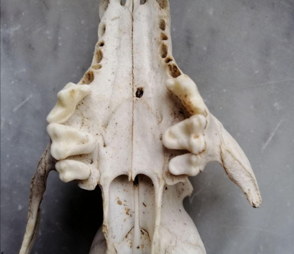 ID Cranio (Vulpes vulpes crucigera..?)