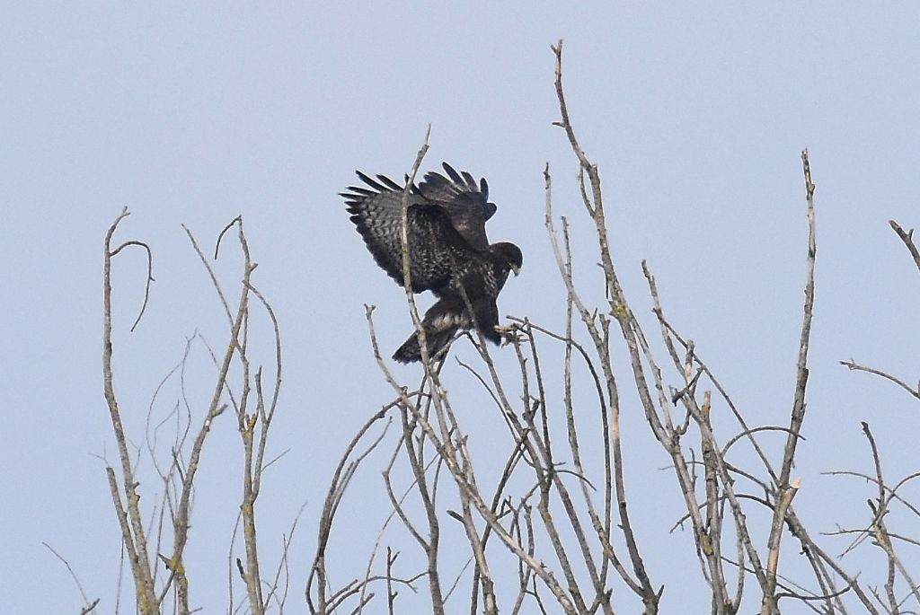 Identificazione rapace:  Poiana (Buteo buteo)