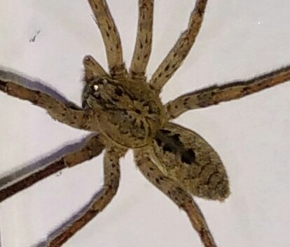 Zoropsis spinimana - Padova (PD)