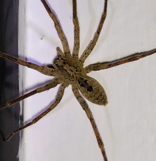Zoropsis spinimana - Padova (PD)