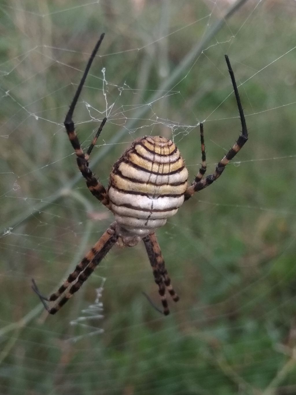 Argiope trifasciata - Santo Pietro Caltagirone (CT)