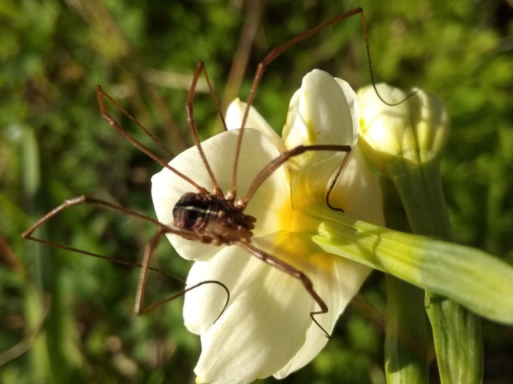 Metaphalangium cirtanum (Phalangiidae)