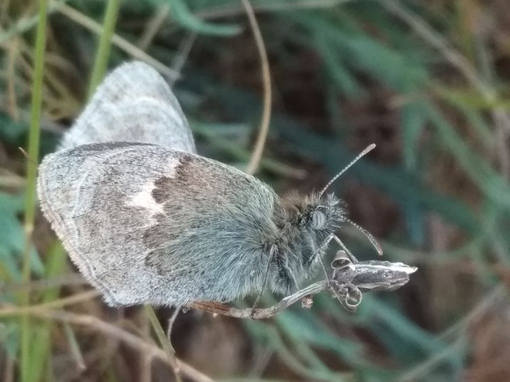 Coenonympha pamphilus