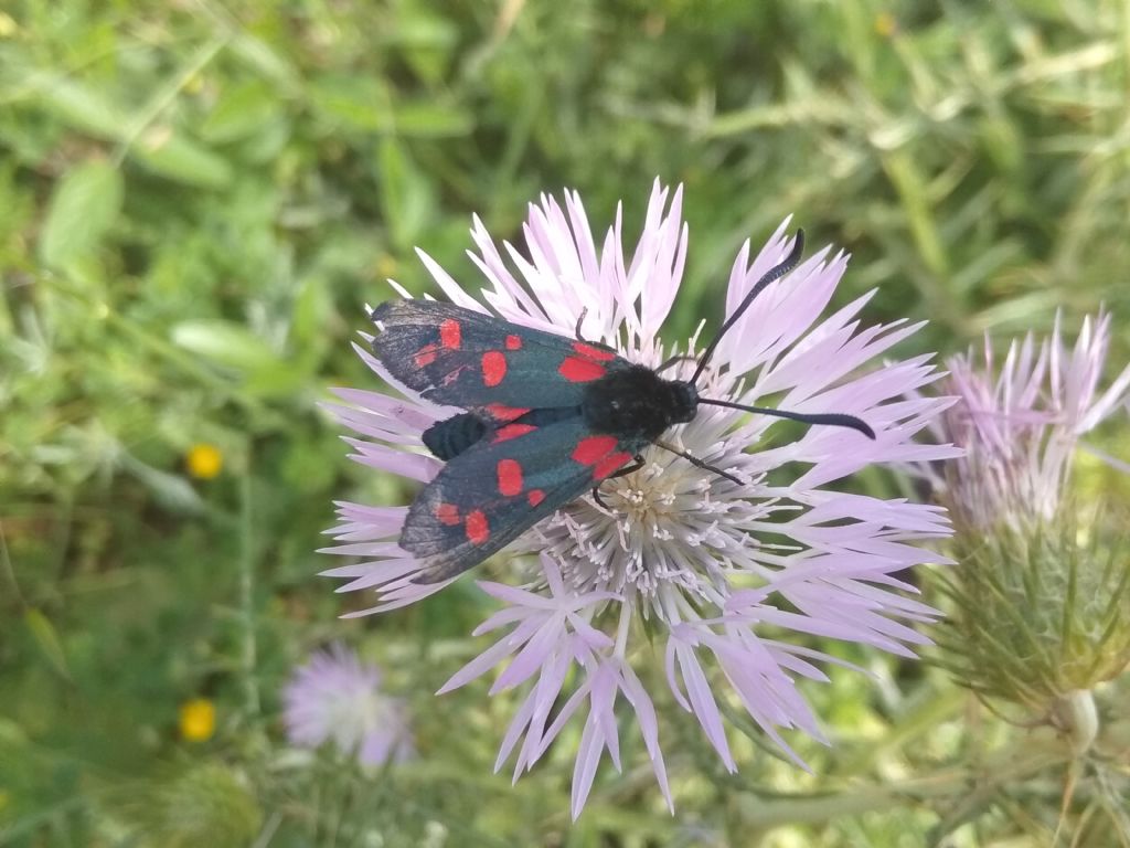 Zygaena? S, Zygaena filipendulae siciliensis