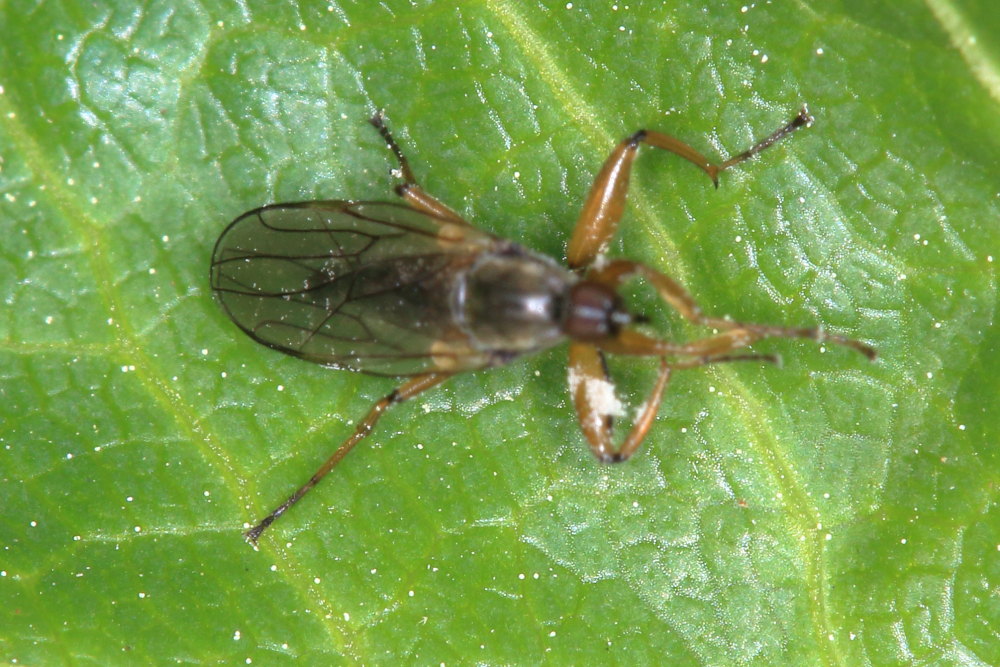 Hybotidae:  Platypalpus sp. cf. gruppo longicornis