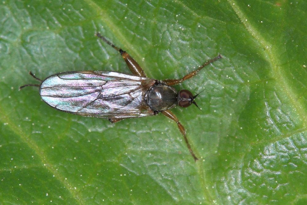 Hybotidae:  Platypalpus sp. cf. gruppo longicornis