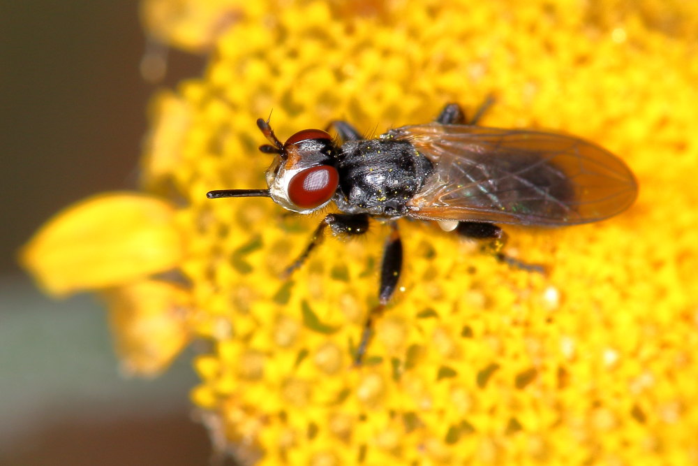 Conopidae: Thecophora sp.