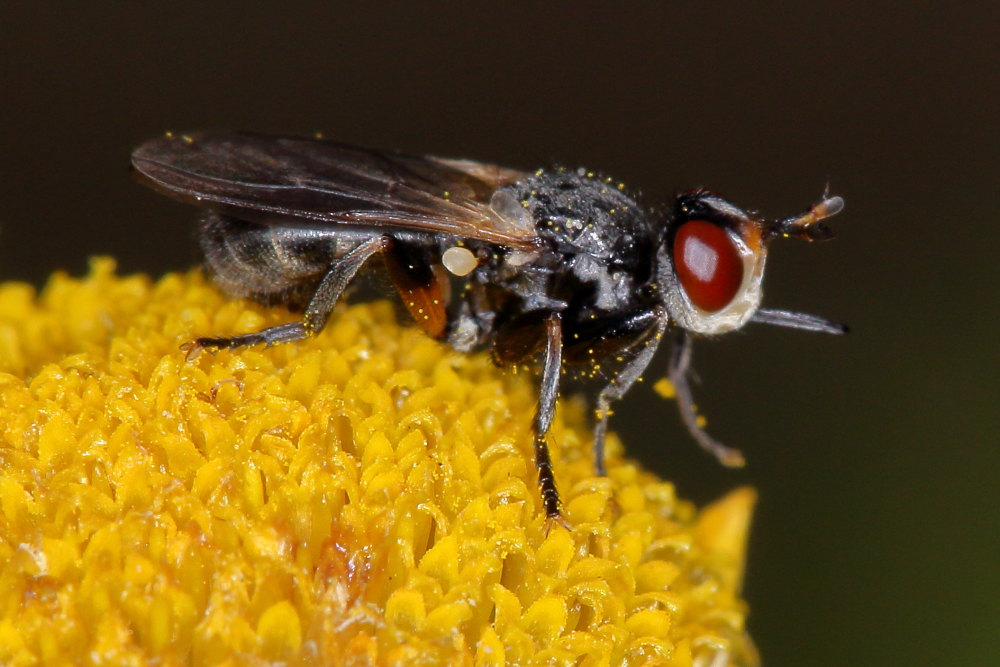 Conopidae: Thecophora sp.