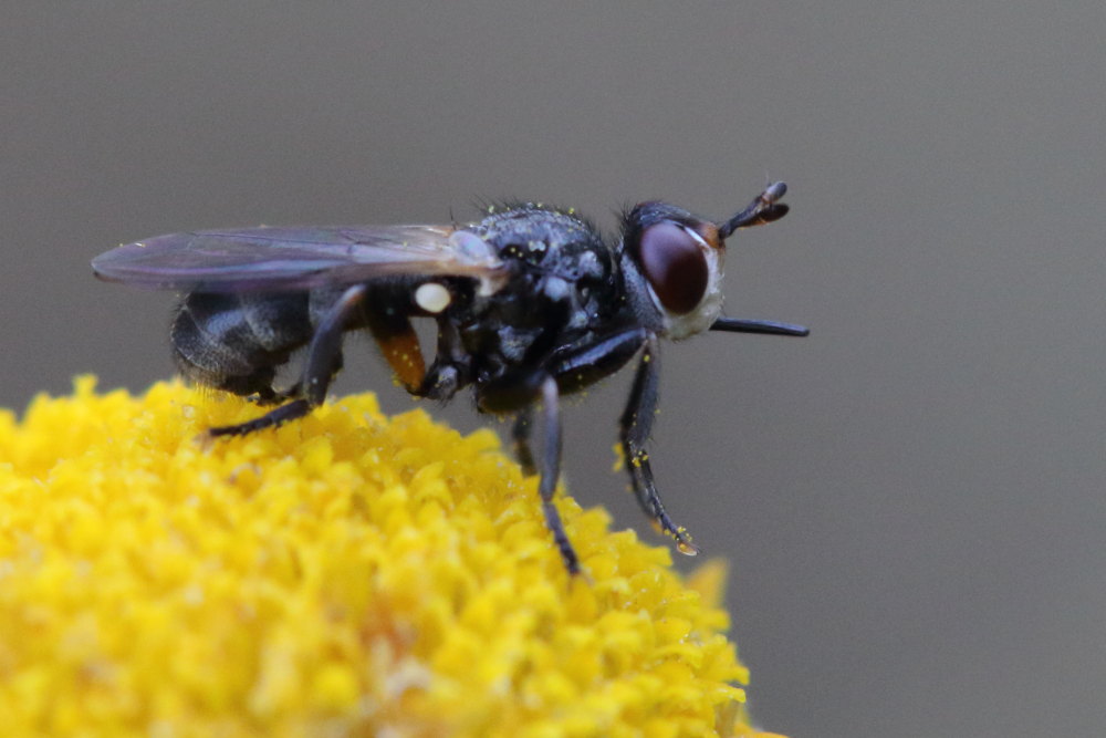 Conopidae: Thecophora sp.