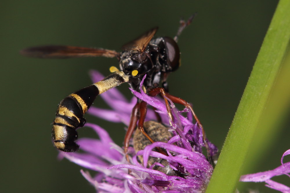 Conopidae:  Physocephala cfr. rufipes